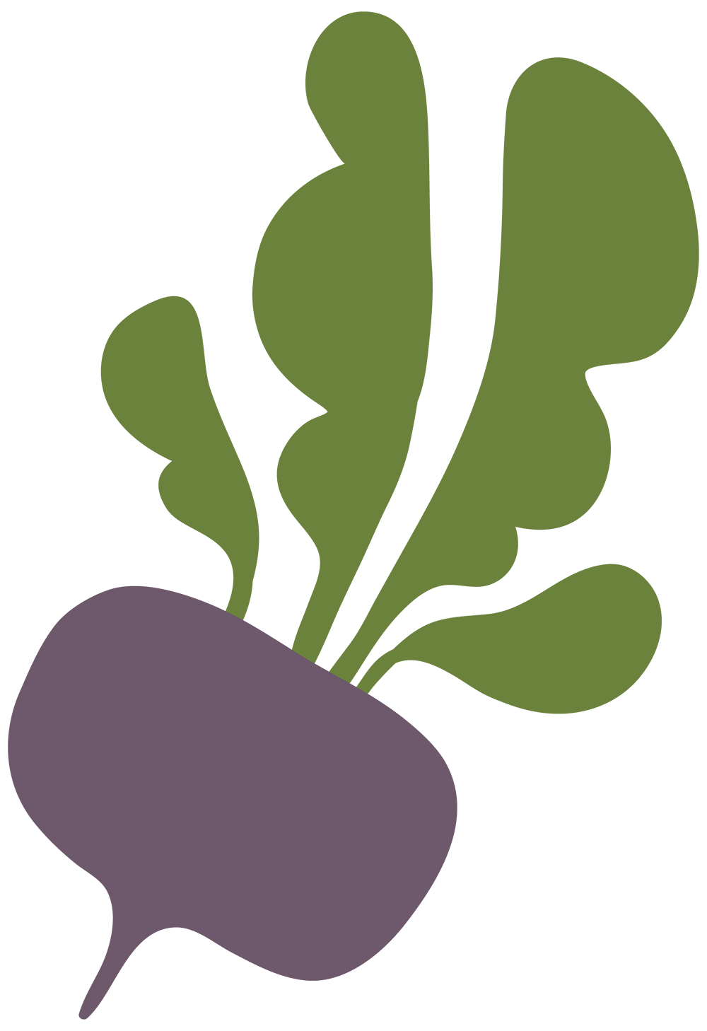 Rutabaga illustration